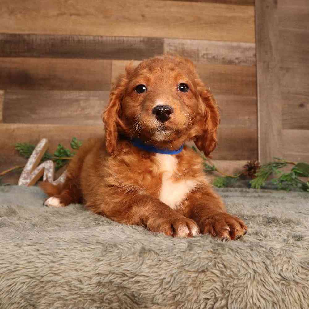 Male Mini Poodle Puppy for Sale in Blaine, MN