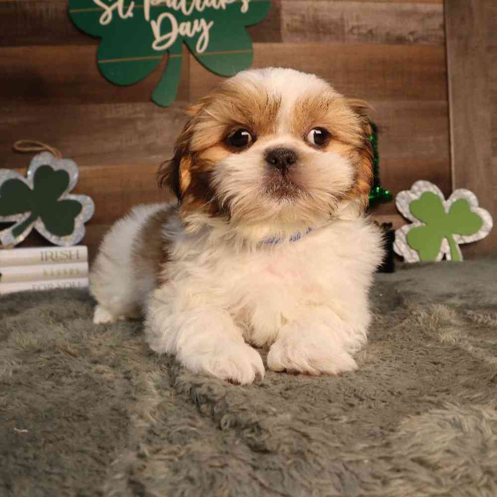 Male Shih Tzu Puppy for Sale in Blaine, MN