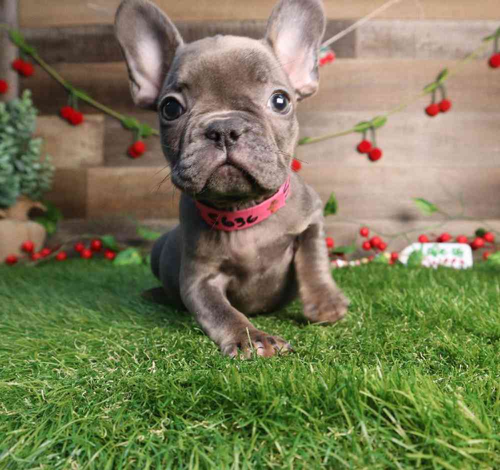 carousel pet images