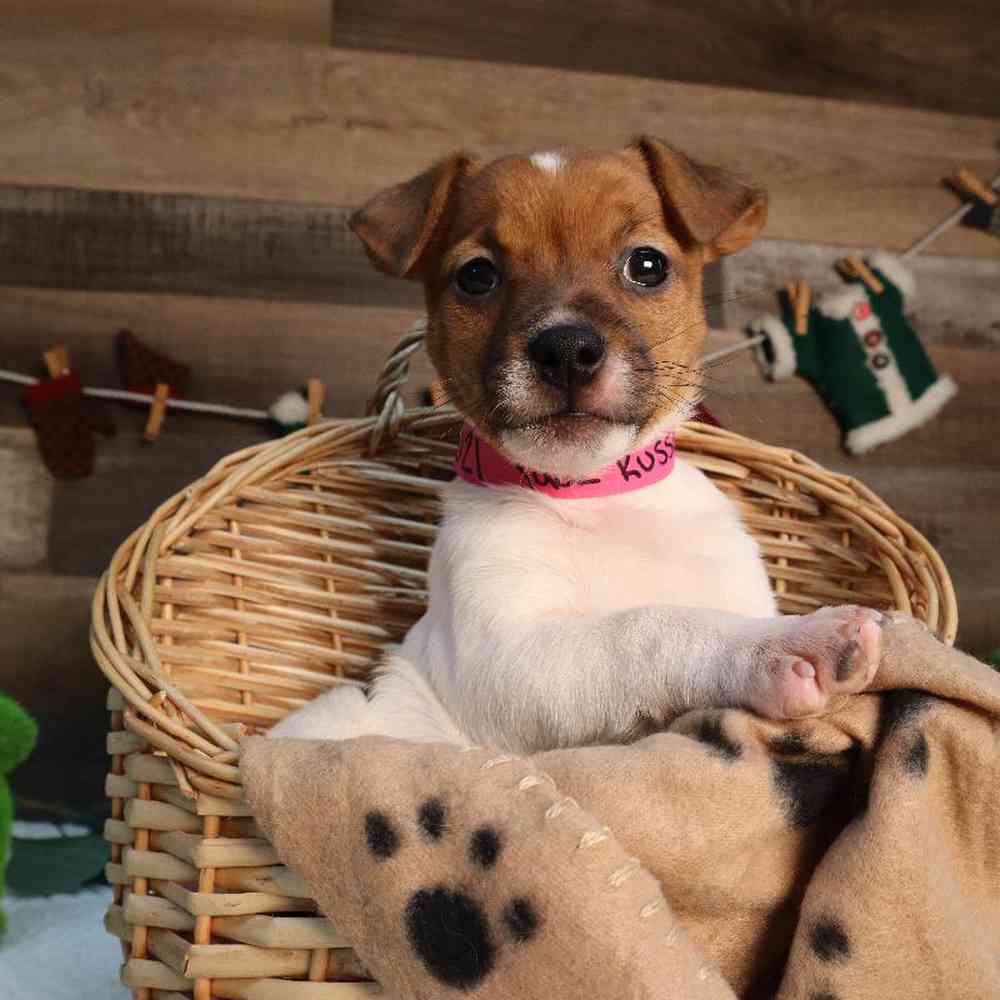 Image of a pet breed in the gallery