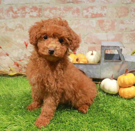 Poodle