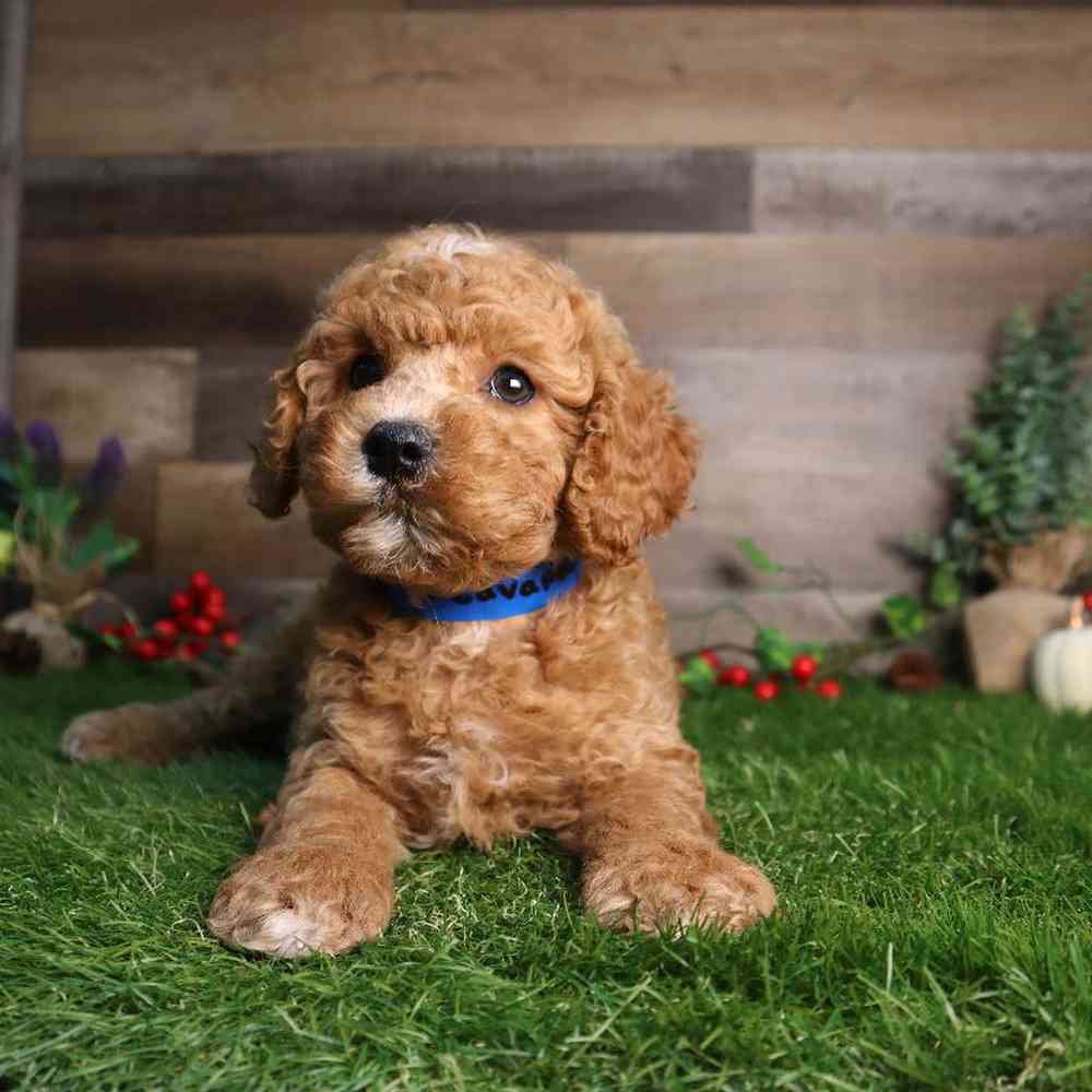 carousel pet images