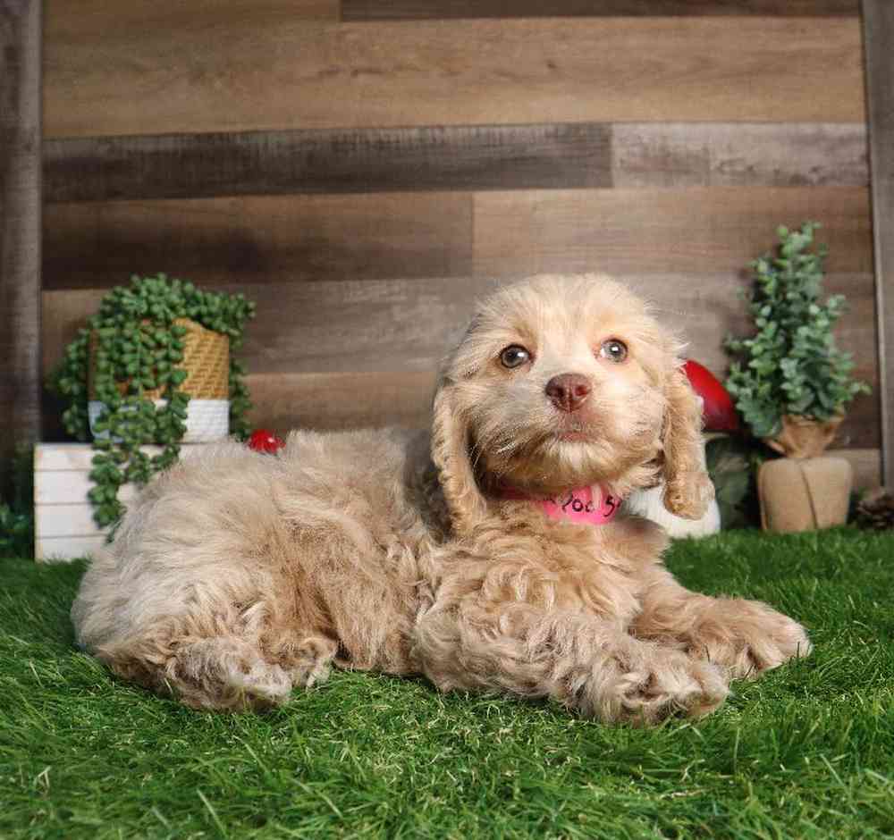 Image of a pet breed in the gallery