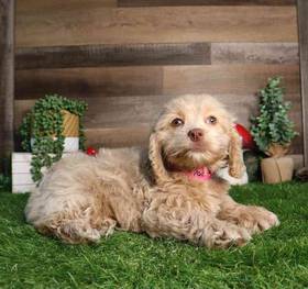 Cockapoo