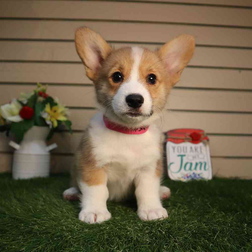 carousel pet images