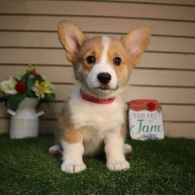 Pembroke Welsh Corgi