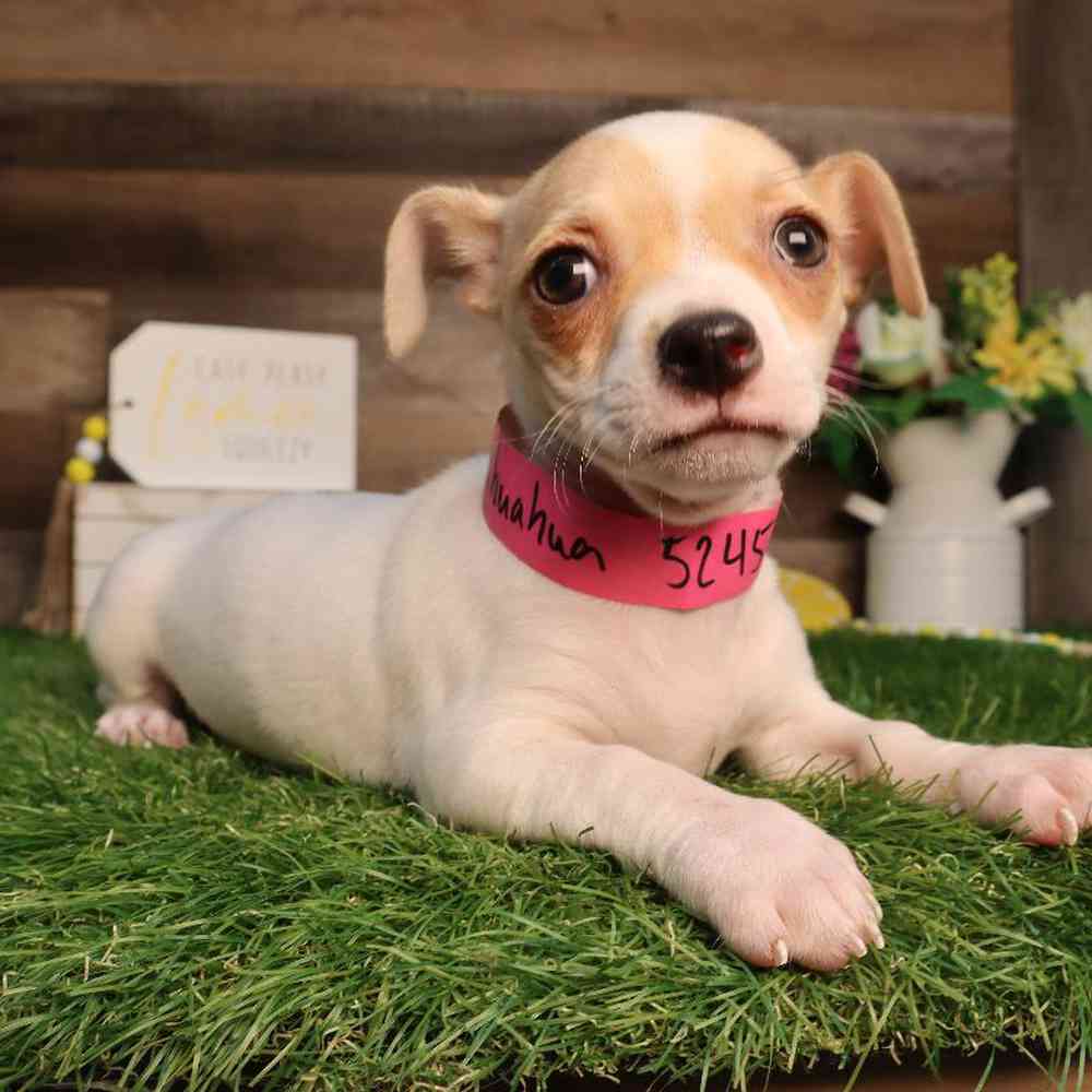 Female Chihuahua Puppy for Sale in Blaine, MN