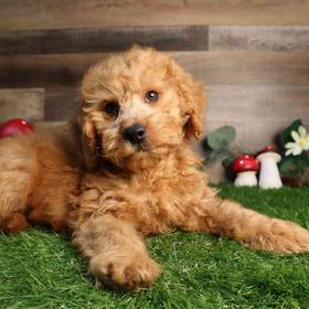 Mini Goldendoodle 2nd Gen