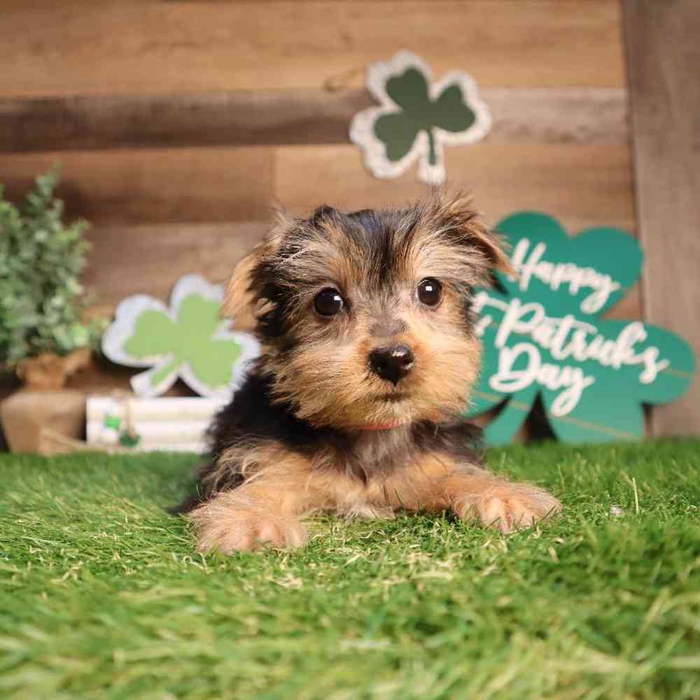 Female Yorkshire Terrier Puppy for Sale in Blaine, MN