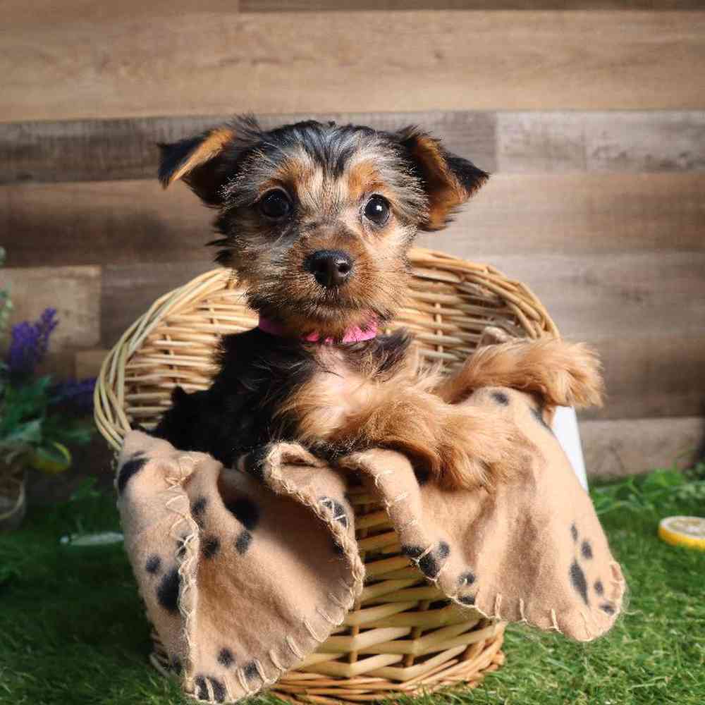 Female Yorkshire Terrier Puppy for Sale in Blaine, MN