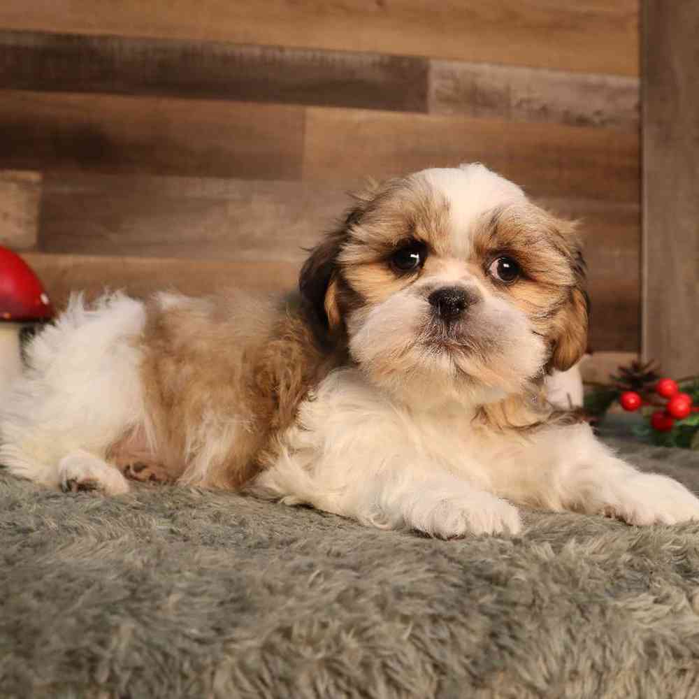 Male Shih Tzu Puppy for Sale in Blaine, MN