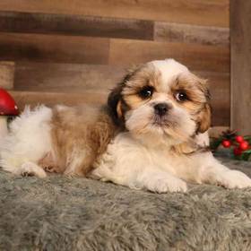 Shih Tzu