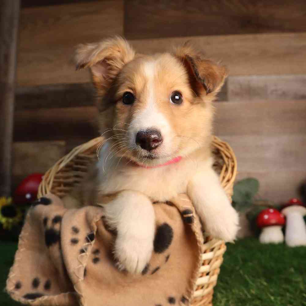 Female Sheltie Puppy for Sale in Blaine, MN