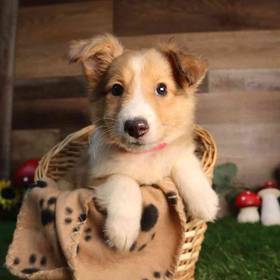 Sheltie