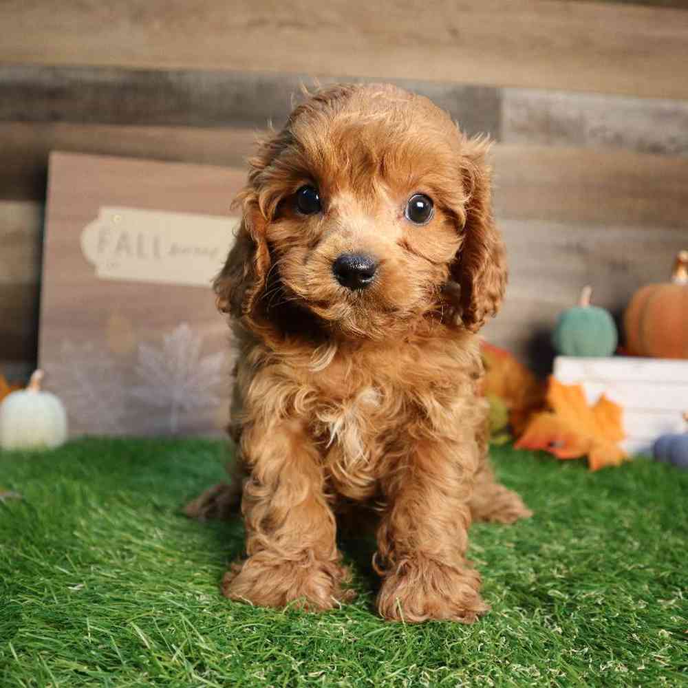 Image of a pet breed in the gallery