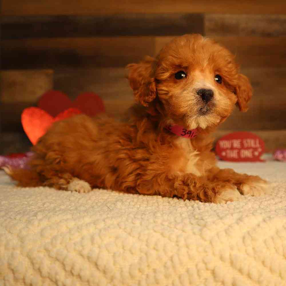 Female Mini Goldendoodle 2nd Gen Puppy for Sale in Blaine, MN