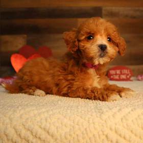 Mini Goldendoodle 2nd Gen