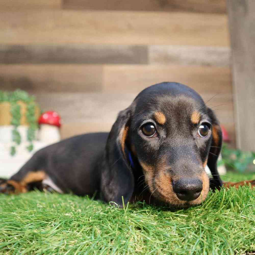 Male Dachshund Puppy for Sale in Blaine, MN