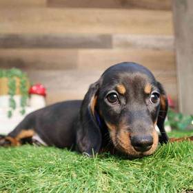 Dachshund