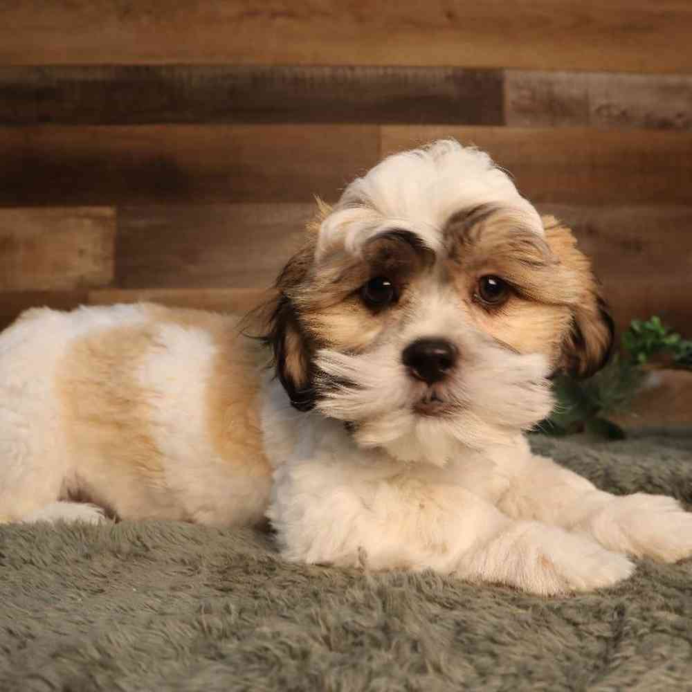 Image of a pet breed in the gallery