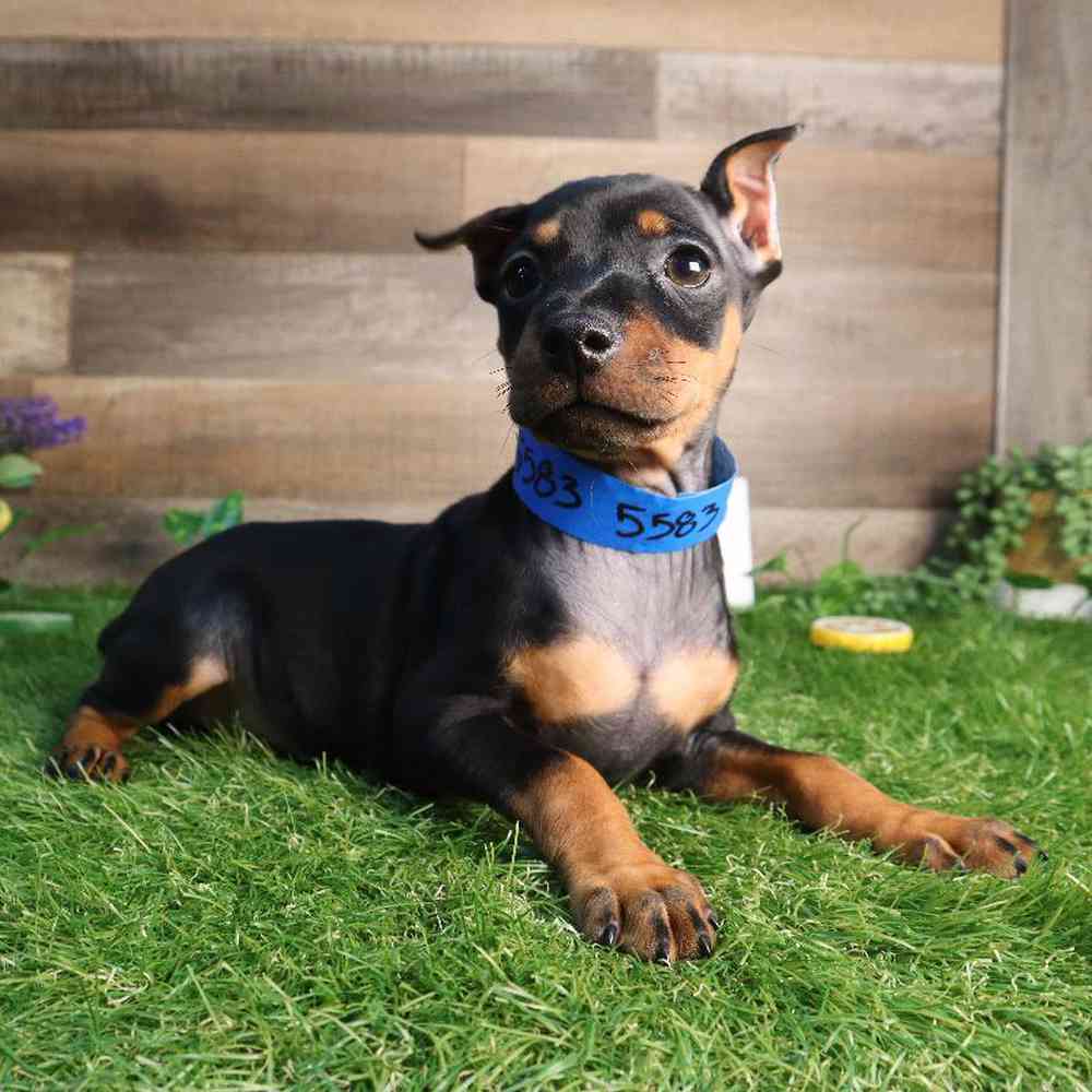carousel pet images
