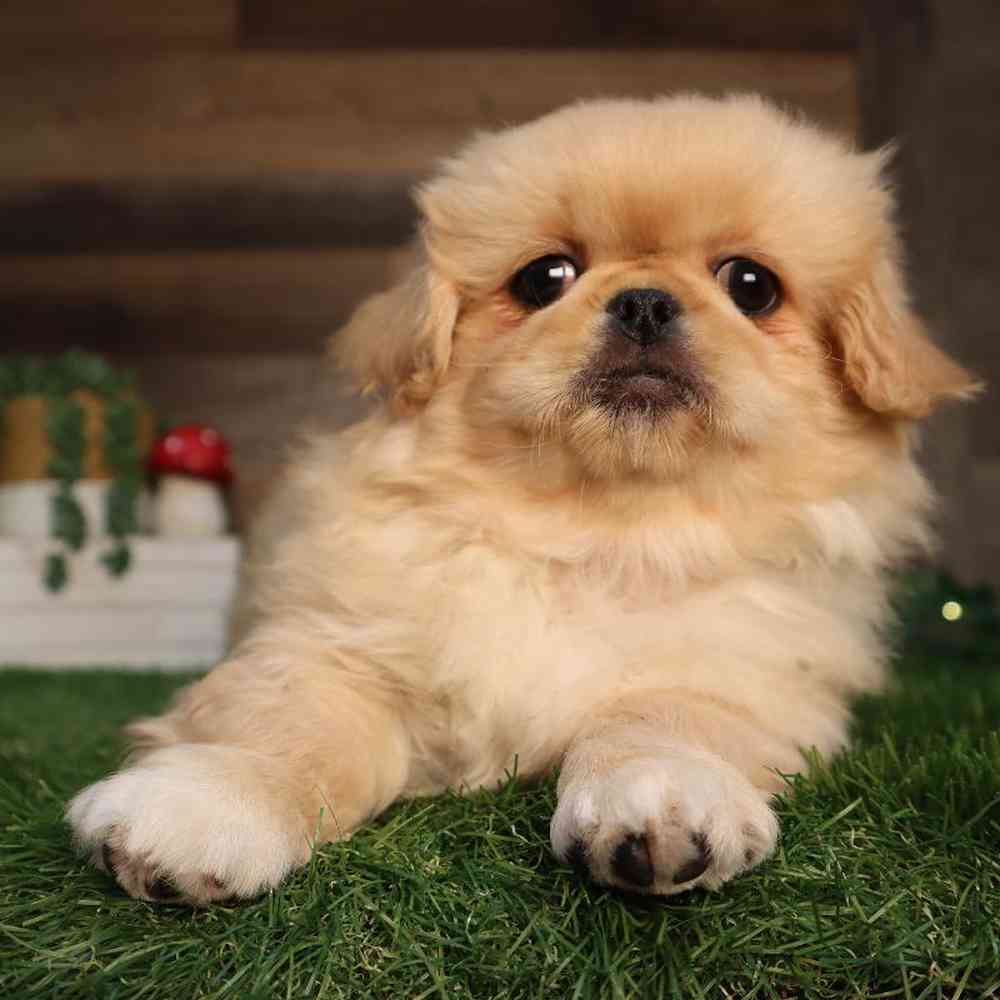 Female Pekingese Puppy for Sale in Blaine, MN