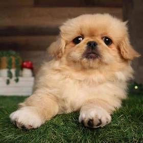 Pekingese