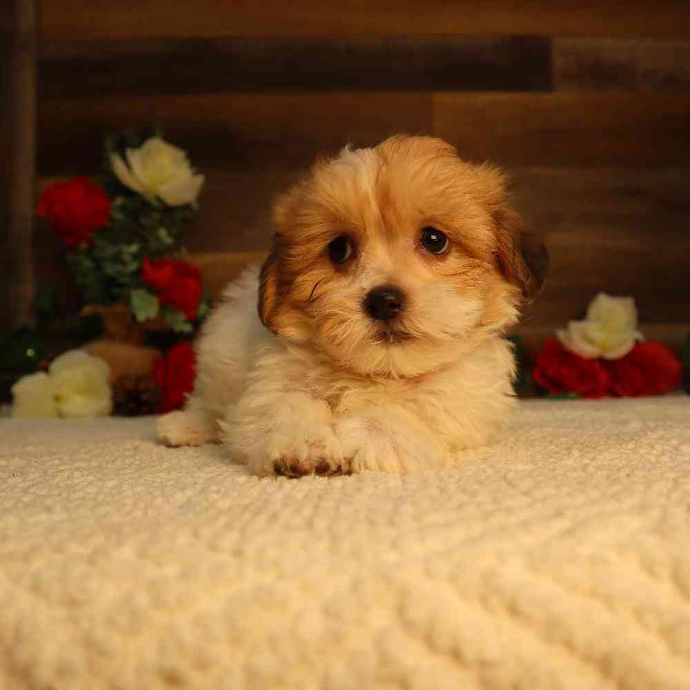 Male Teddy Bear Puppy for Sale in Blaine, MN