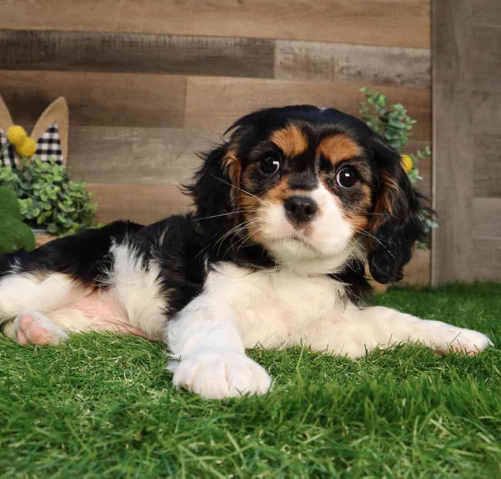 Female Cavalier King Charles Spaniel Puppy for Sale in Blaine, MN
