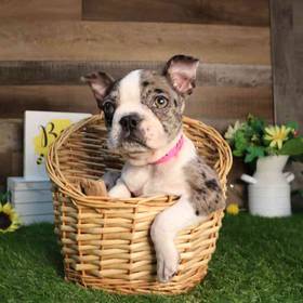 Boston Terrier