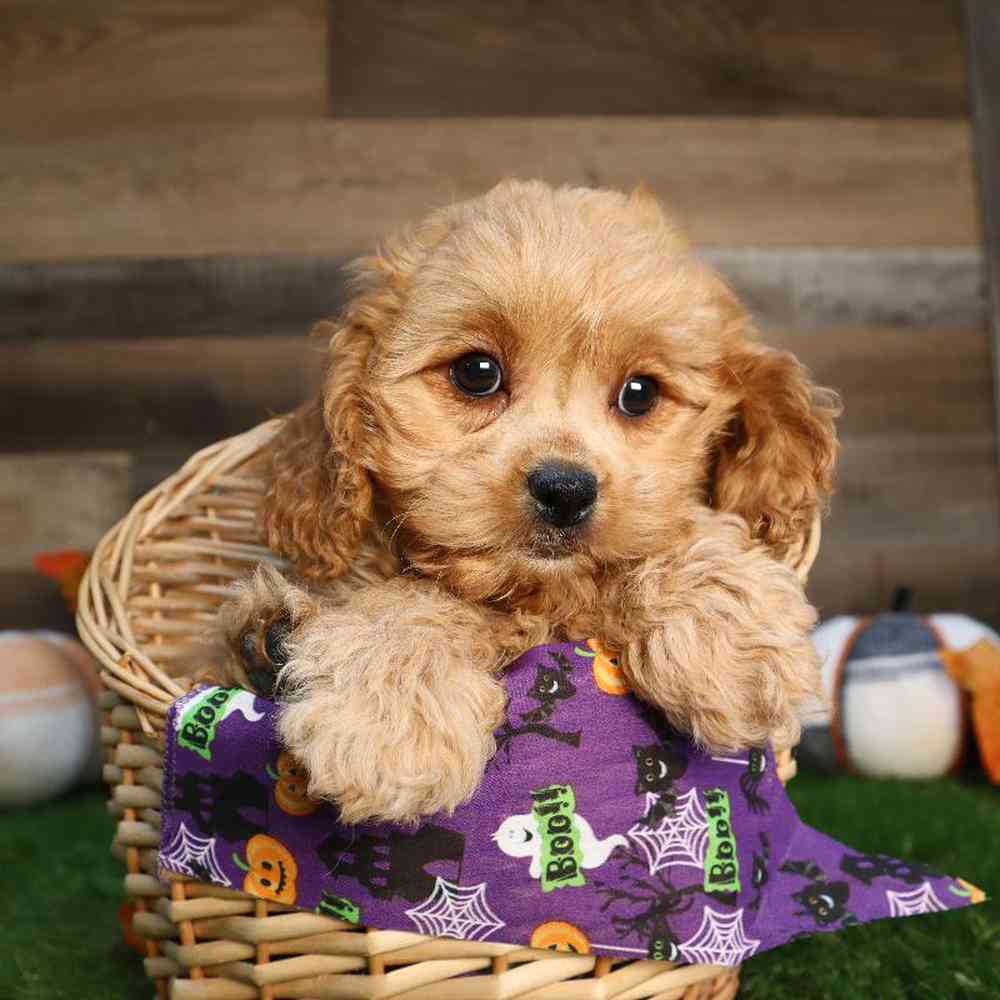 Female Cavapoo Puppy for Sale in Blaine, MN