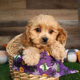 Cavapoo