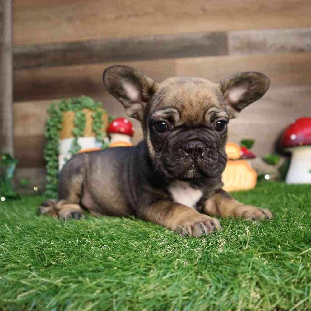 Male French Bulldog Puppy for Sale in Blaine, MN