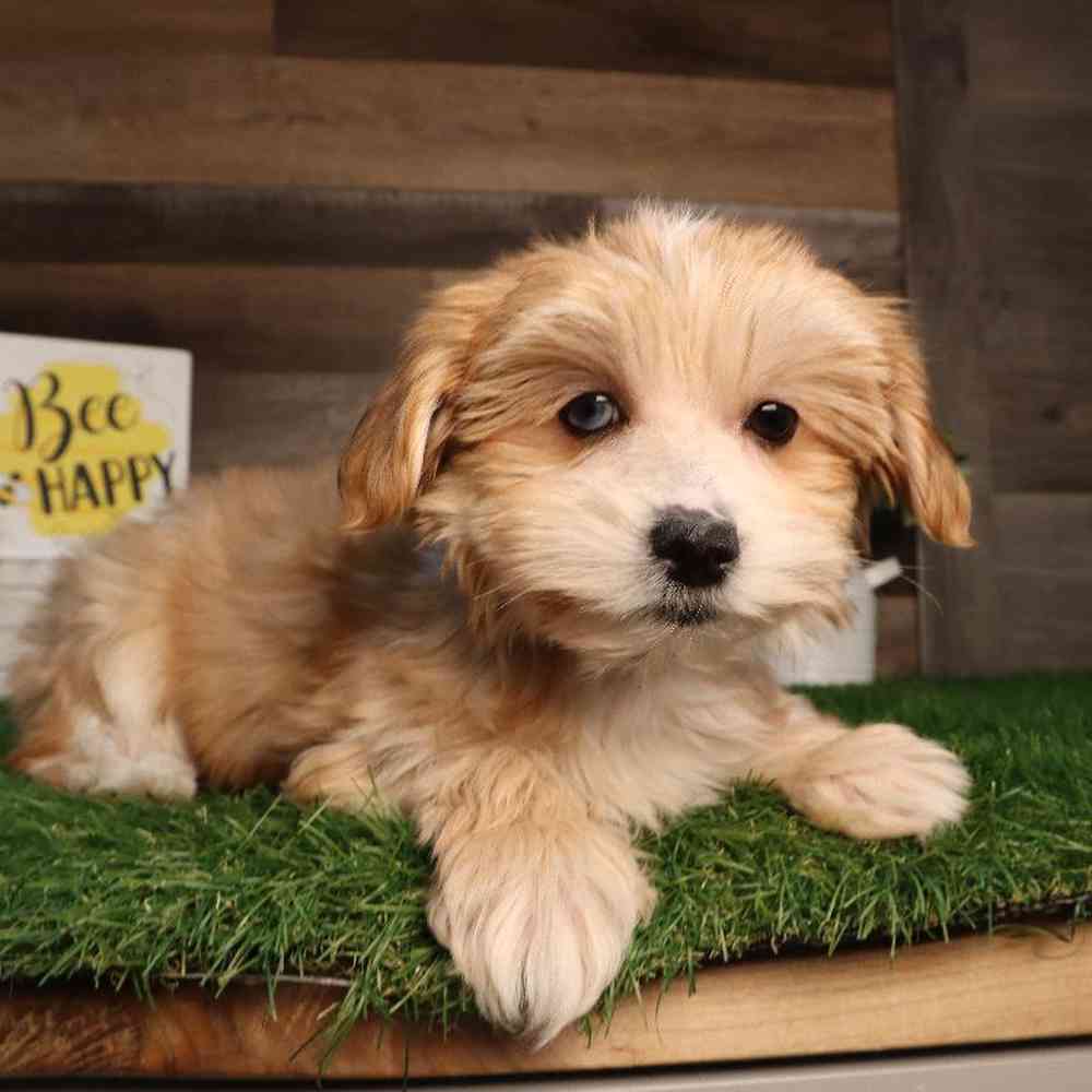 Male Morkie Puppy for Sale in Blaine, MN