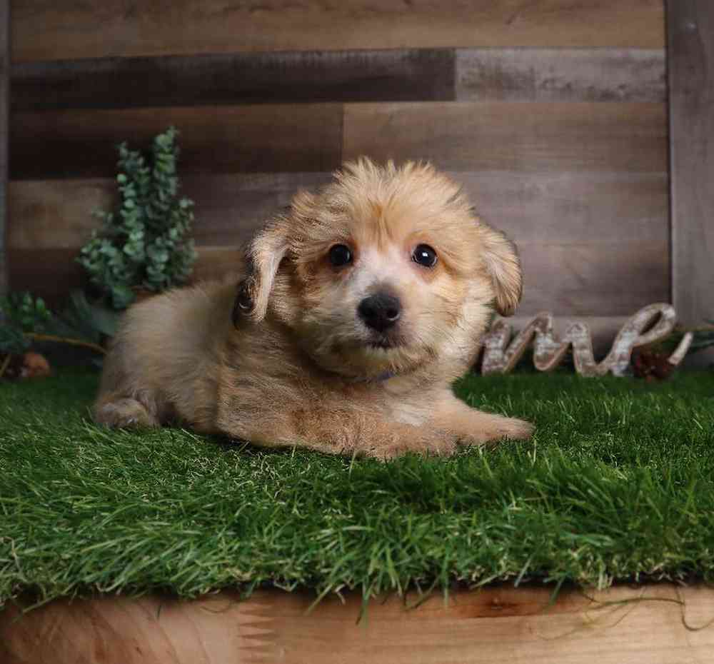 Male Yochon Puppy for Sale in Blaine, MN