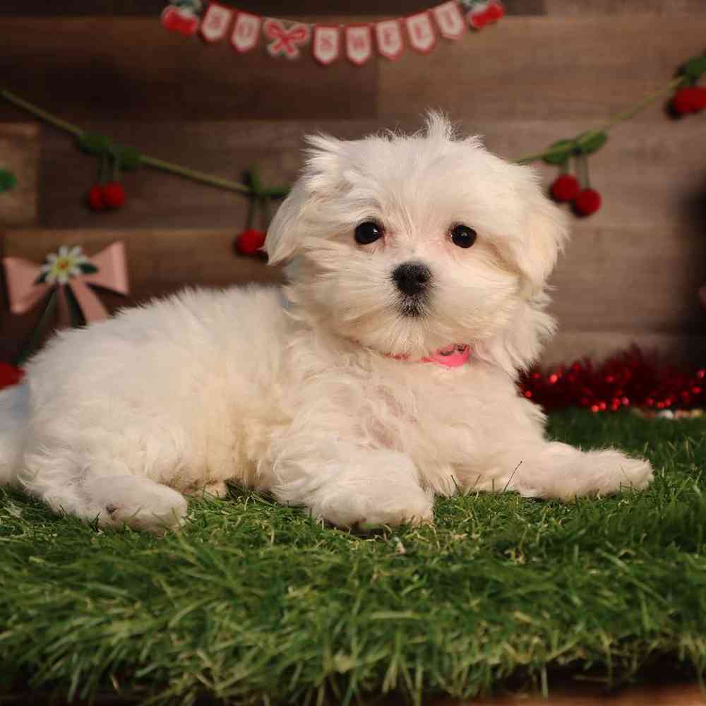 carousel pet images