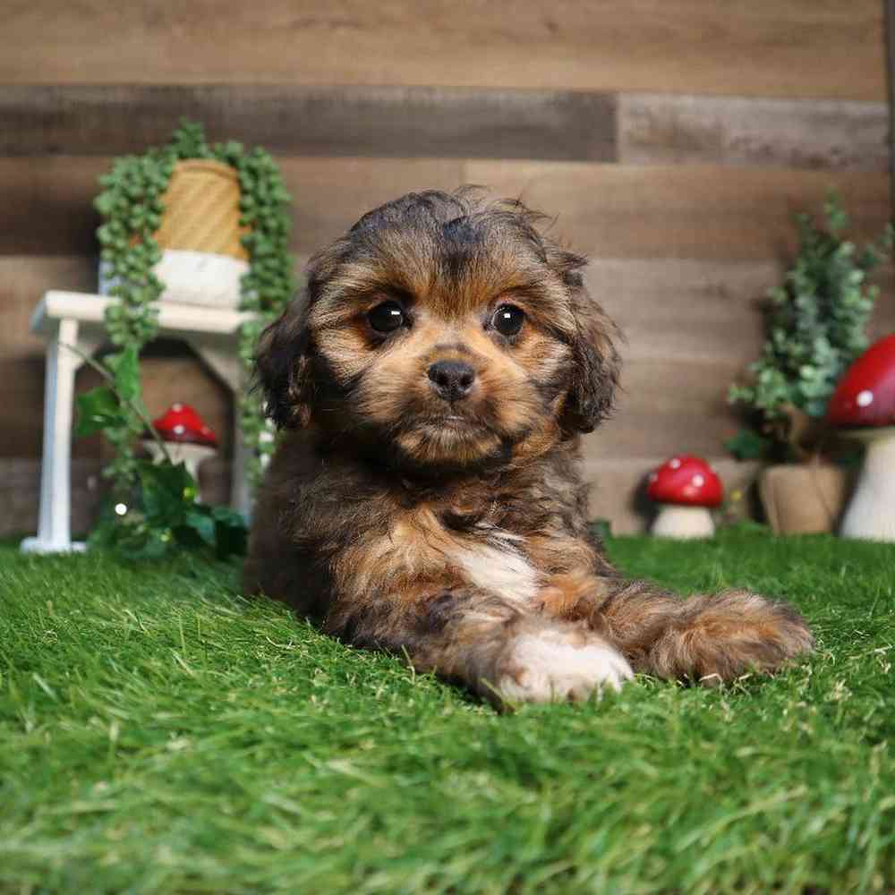 carousel pet images