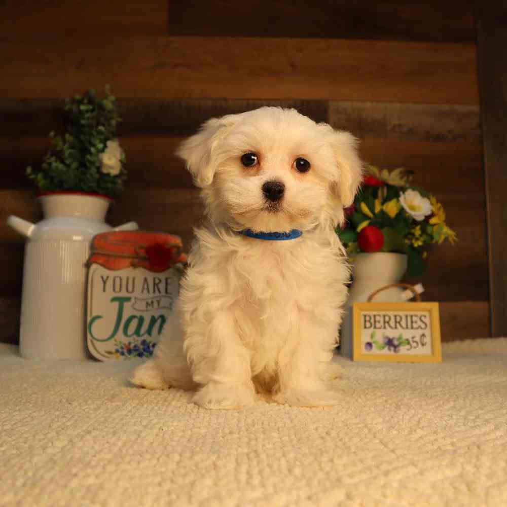 Male Maltese Puppy for Sale in Blaine, MN