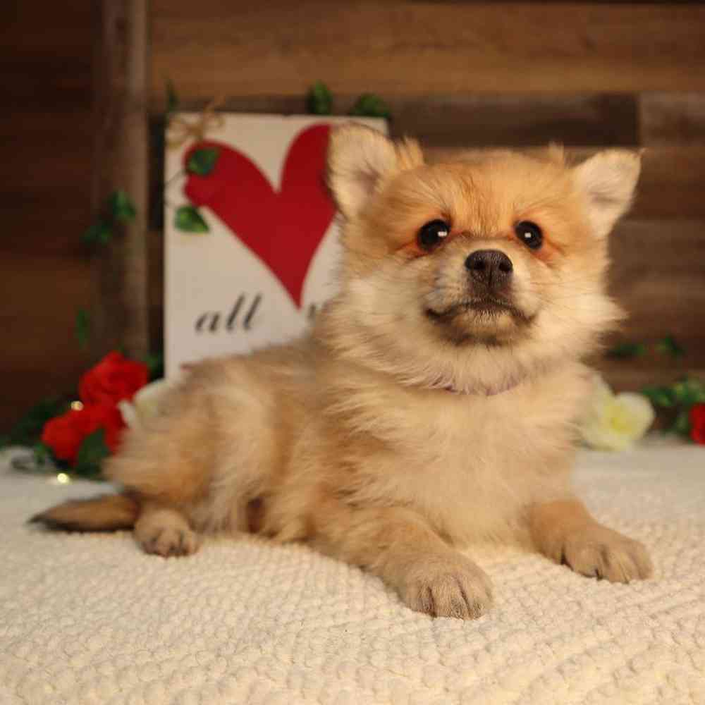 Female Pomeranian Puppy for Sale in Blaine, MN