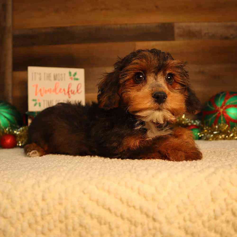 Male Shipoo Puppy for Sale in Blaine, MN