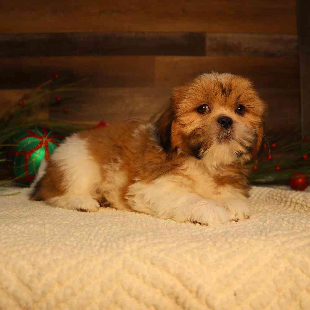 Female Shih Tzu Puppy for Sale in Blaine, MN