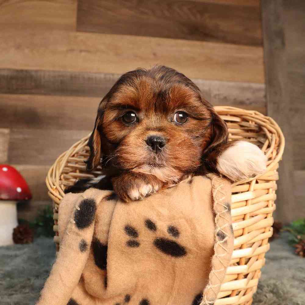 Male Shipoo Puppy for Sale in Blaine, MN