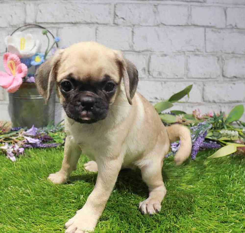 carousel pet images