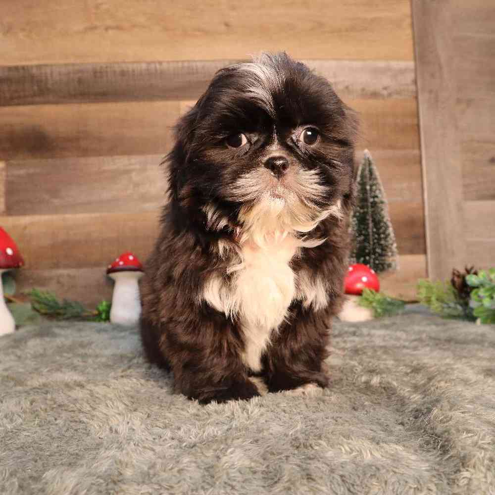 Female Shorkie Puppy for Sale in Blaine, MN