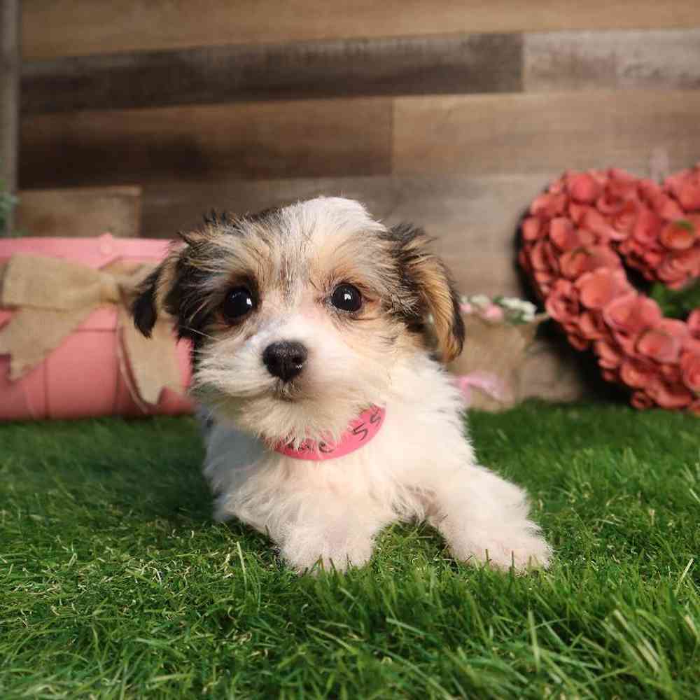 carousel pet images