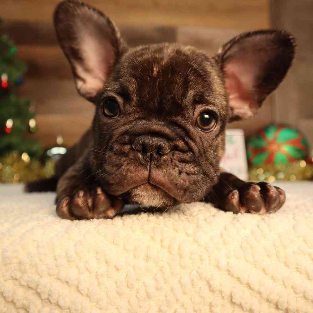 Male French Bulldog Puppy for Sale in Blaine, MN