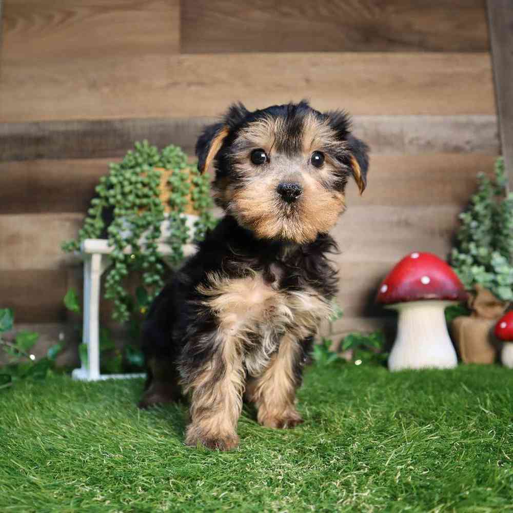 Male Yorkshire Terrier Puppy for Sale in Blaine, MN