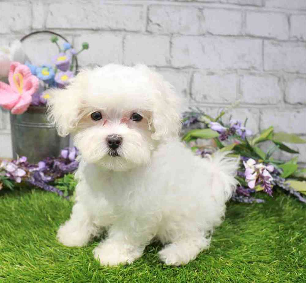 carousel pet images