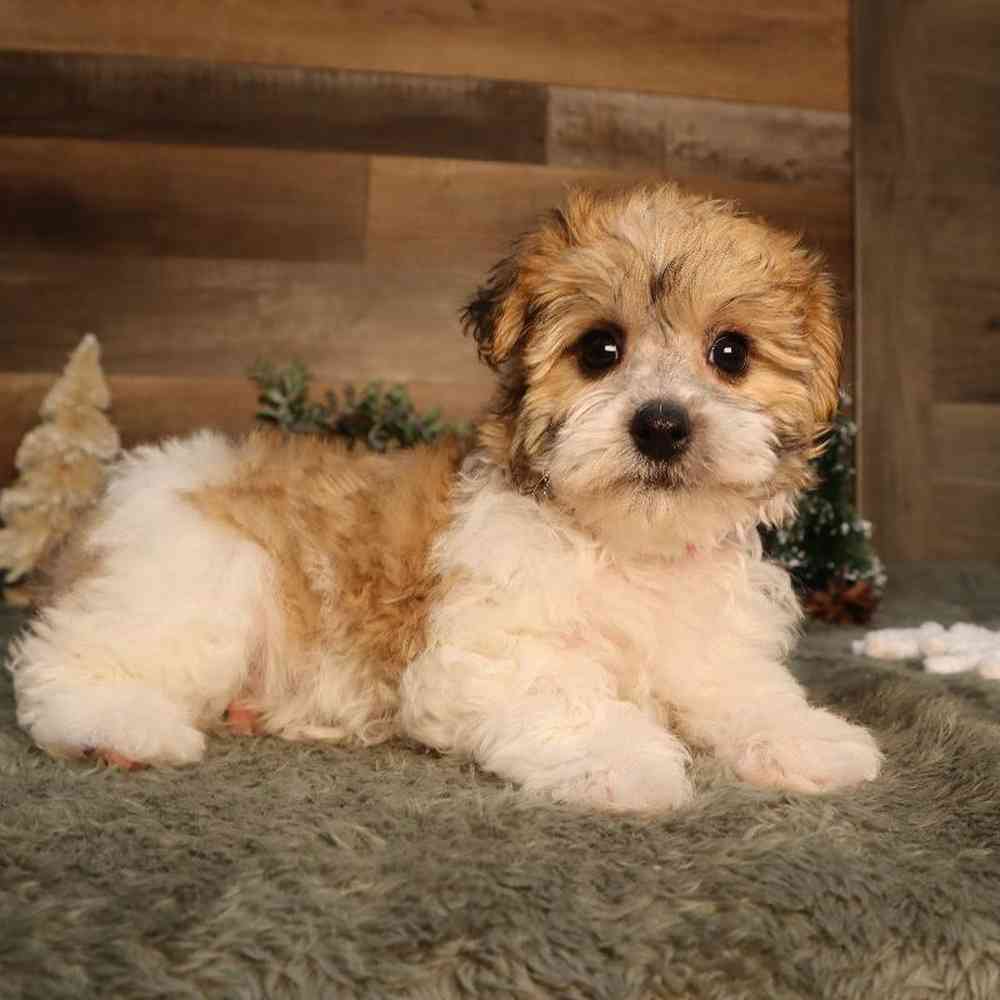 Female Yochon Puppy for Sale in Blaine, MN