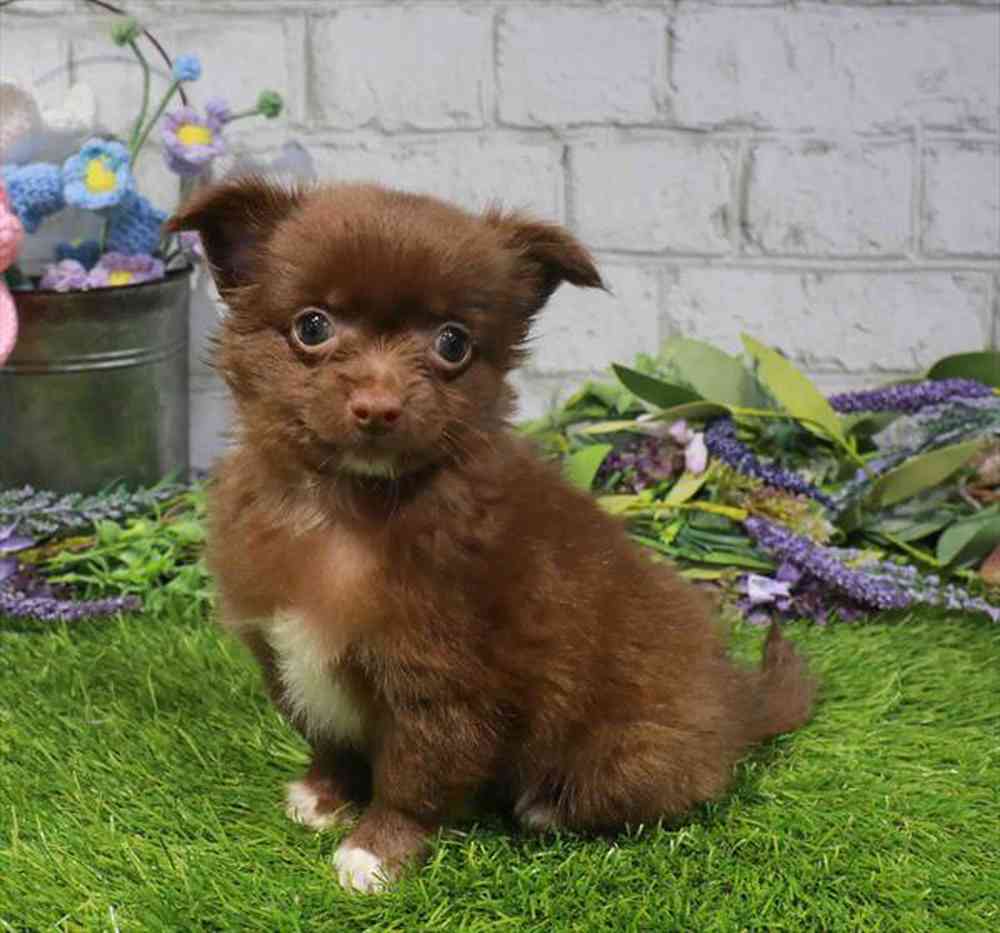 carousel pet images